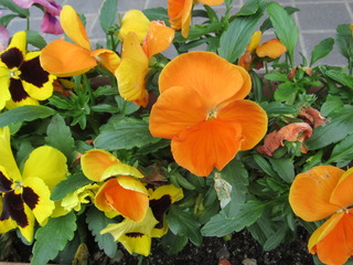 IMG_0184.JPG